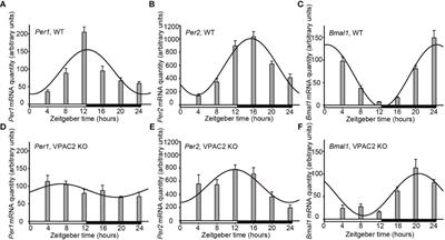 The Circadian Clock Is Sustained in the Thyroid Gland of VIP Receptor 2 Deficient Mice